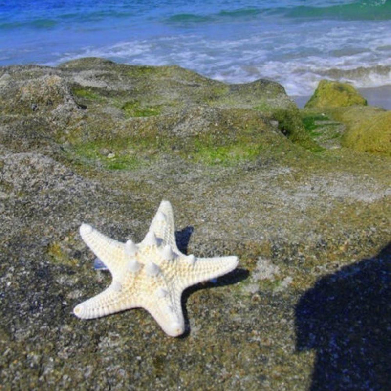 Elegant Beach Girls Lady Hairpin Star Sea Starfish Hair Clip Jewelry For 2 Pcs