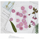 DIY Jewelry Making Decoration Crafts Sakura Pressed Flowers Real Dried Flowers