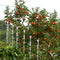 Outdoor Garden Bird Repellent Sticks Bird Repellent Spiral Reflective Scare Rods