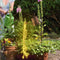 Star Shower Light, Fairy LED Waterproof Watering Can String Lamp for Garden Yard