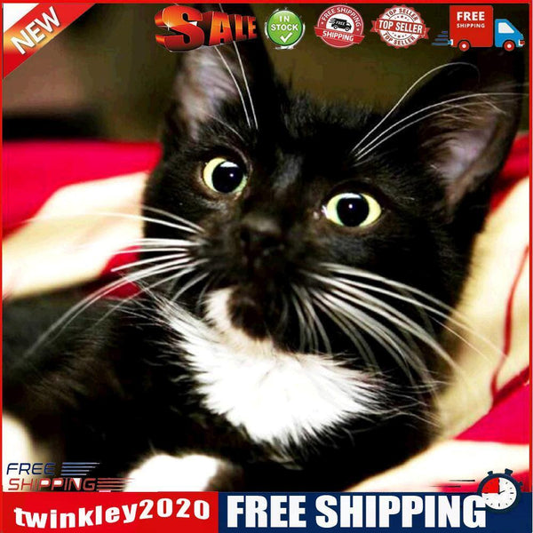 Diamond Painting Long Whisker Black Cat Full Round Wall Picture Kit 30x30cm