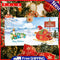 12pcs Diamond Painting Special Shaped DIY Greet Cards Handmade Gifts Mosaic Kits