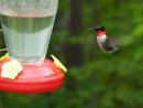 Hummingbird Feeders for Outdoors Hanging Bird Feeder Humming Bird Feeder 2 Pack