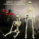 Halloween Full Life Size Decoration Party Prop Human Skeleton Oversized Poseable