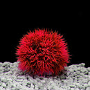 Simulation Water Plants Fish Tank Plastic Aquatic Grass Ball (10cm Green) Newly