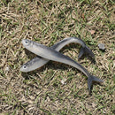 Silicone Gear 8cm/2g Worms Fish Lure Jig Head Maggot Fishing Bait Soft Shrimp
