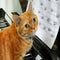 Cat Playing Piano Shower Curtain Anti Splash Bathroom Curtain Hanging Covers