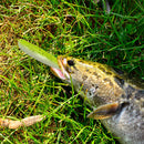 10pcs 9cm 4.2g Bionic Mandarin Fish Wobblers Fishing Lures Artificial Soft Ba