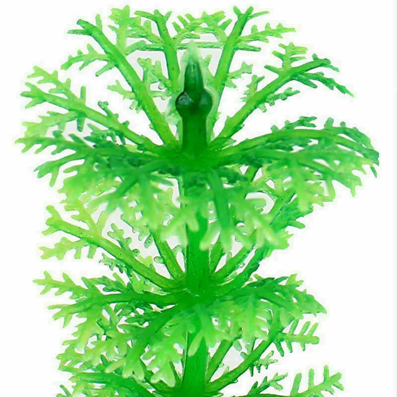 Aquatic plant Live Aquatic Aquarium Tropical Tank Plants C9T7 3 V5Q6 of I9D6