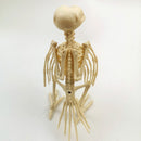 Horror Crow Skeleton Halloween Decoration Animal Skeleton Bones Skeleton Raven