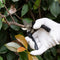 Gardening Fruit Shears Multi-function Tree Branch Manual Pruning Tool Scissors