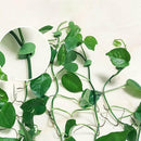 10x Plant Fixture Clip Plant Climbing Wall Self-Adhesive Tied Fasteners best
