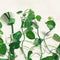 10x Plant Fixture Clip Plant Climbing Wall Self-Adhesive Tied Fasteners best