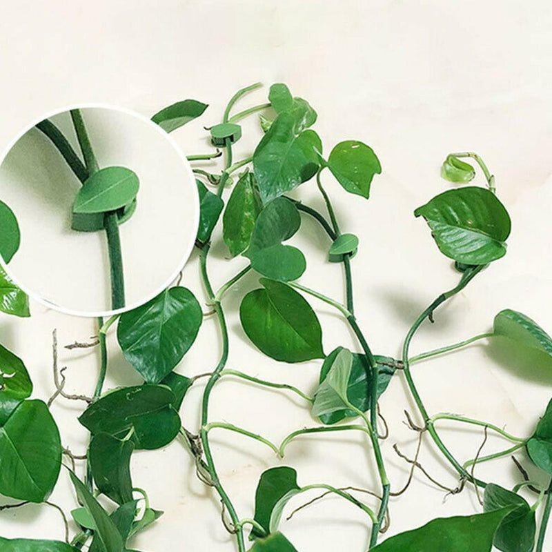 10x Plant Fixture Clip Plant Climbing Wall Self-Adhesive Tied Fasteners best