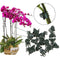 Clamping Plant Clips Gardening Tool Vine Support Bundle Orchid Stem Clip