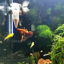 Aquarium Accessories With Suction Cup Feeding Tool Automatic Fish Feeder
