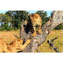 Jigsaw Puzzle 1000pcs DIY Lion Adults Children Educational Assembling Game To