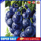 5D Diamond Painting DIY Grape Full Round Drill Mosaic Decoration (E1241)