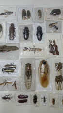 Mixed lot of insects of Venezuela flies beetles grasshoppers cockroaches cicadas