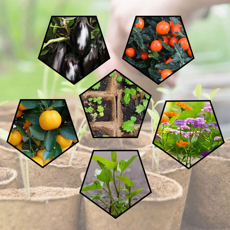 Seed Starter Tray Kit Biodegradable Gardening Germination Pulp Pots - 12 Cells