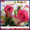 5D DIY Diamond Painting Pink Rose Full Round Drill Mosaic Rhinestone Crafts D