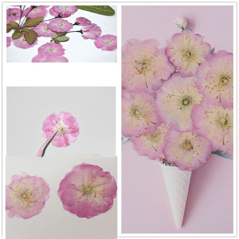 Decoration Multi-purpose DIY Real Dried Flowers Pressed Flowers Sakura Crafts