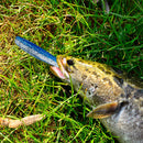 10pcs 9cm 4.2g Two Colora Bionic Mandarin Fish Fishing Lures Crankbait Soft B