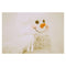 3x5ft Photography Vinyl Background Christmas Theme Snowman Backdrops Newly