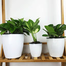 Bonsai Automatic Water Absorbing Container Succulent Plant Balcony Flower Pot