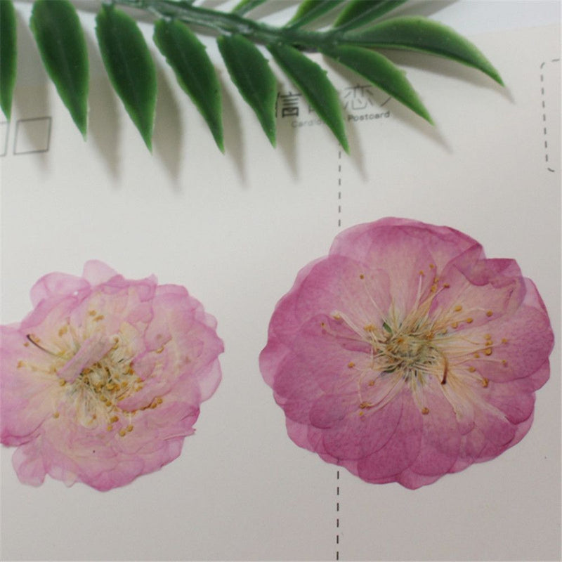 Decoration Multi-purpose DIY Real Dried Flowers Pressed Flowers Sakura Crafts
