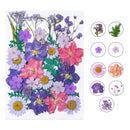 Dried Flower Material Package Real Pressed Dry Flowers & Leaves (Purple) Newly