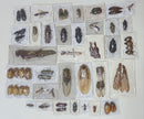Mixed lot of insects of Venezuela flies beetles grasshoppers cockroaches cicadas