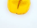 Amber Dragonfly Fossil Insects Manual Polishing True Q7S1 Collection P8J3