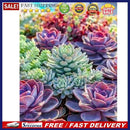 5D Succulents Plant Kit Full Square Drill Rhinestone DIY Diamond Painting Cra
