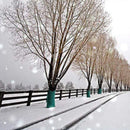 Tree Wrap Winter-Proof Tree Trunk Guard,Shrub Plants Antifreeze Bandage Tape