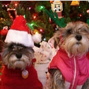 Cat Dog Adjustable Cute Headwear Santa Claus Pet Hat Animal Cap Merry Christmas