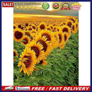 5D DIY Full Drill Diamond Painting Sunflower Cross Stitch Craft Kits Wall Dec