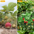 Frame Garden Protect Potted Plants Plastic Growing Racks Strawberry Supports