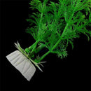 Aquatic plant Live Aquatic Aquarium Tropical Tank Plants C9T7 3 V5Q6 of I9D6