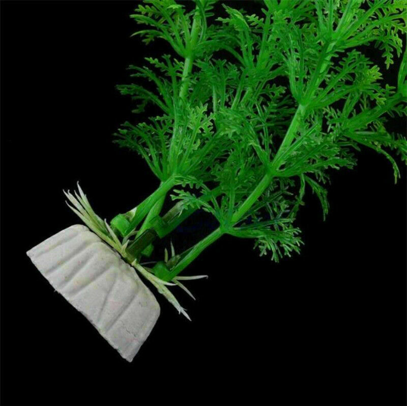 Aquatic plant Live Aquatic Aquarium Tropical Tank Plants C9T7 3 V5Q6 of I9D6