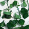 20PC x Plant Fixture Clip Plant Climbing Wall Self-Adhesive Fix Hot Tied O9K7