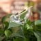 Small Bird Glass Watering Device For Household Balcony S1T5 2021 HOT! W7E4