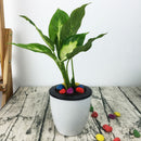Bonsai Automatic Water Absorbing Container Succulent Plant Balcony Flower Pot