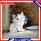 Hand Painted on Canvas DIY Cute White Cat Oil Paint By Numbers Drawing Kit Craft