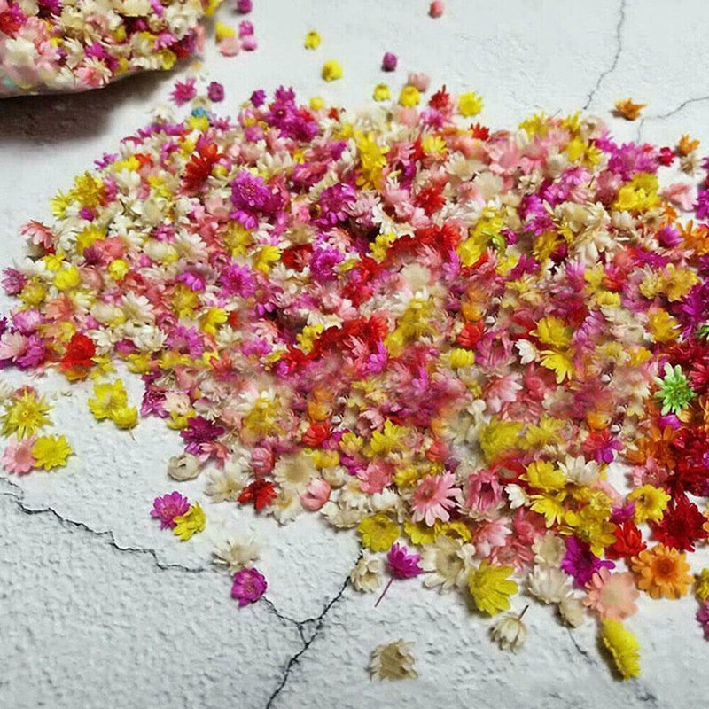 Small Star Dried Flower Head Daizy DIY Nail Art Filling Decor Hand Craft M9K0