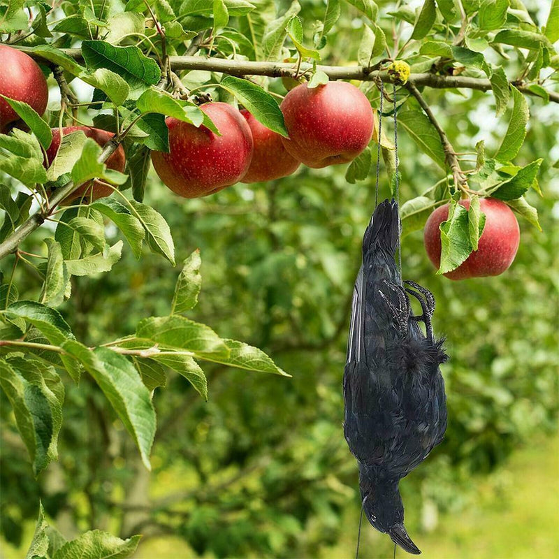 Realistic Hanging Dead Crow Decoy Lifesize Extra Large Feathered Black Cro best