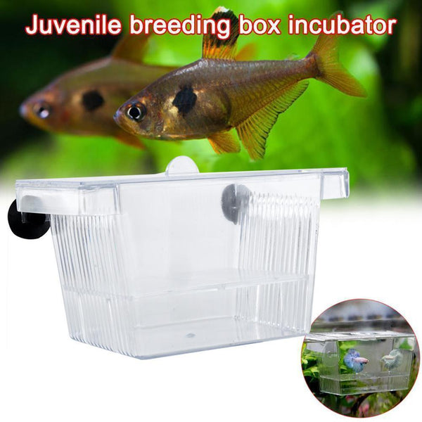Aquarium Fish Tank Guppy Double Breeding Breeder Rearing C L6C0 Clear X6K0 A1G7