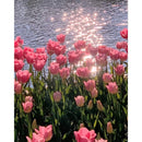 Tulip Oil Paint By Numbers Kit Frameless Drawing Picture 40x50cm (B1665)