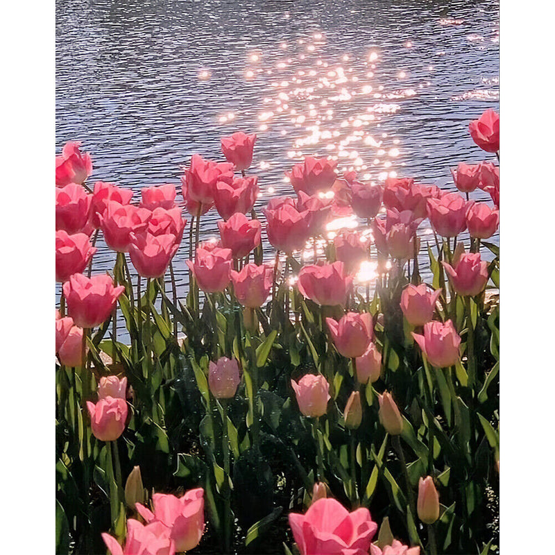 Tulip Oil Paint By Numbers Kit Frameless Drawing Picture 40x50cm (B1665)