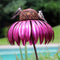 Metal Flower Bird Feeder Bottle Sensation Stand Coneflower Garden Decor